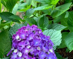 Flowers | Filbert B&B, Danielsville, PA