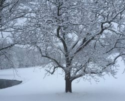 Snow Tree | Filbert B&B, Danielsville, PA