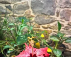 Bright red hibiscus flower.