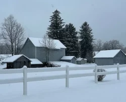 Snow-covered barns and trees on a winter day.