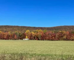 Wide open field with autumn-colored forest in the background.