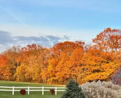 A vibrant autumn scene with a large tree showing bright orange and red foliage.